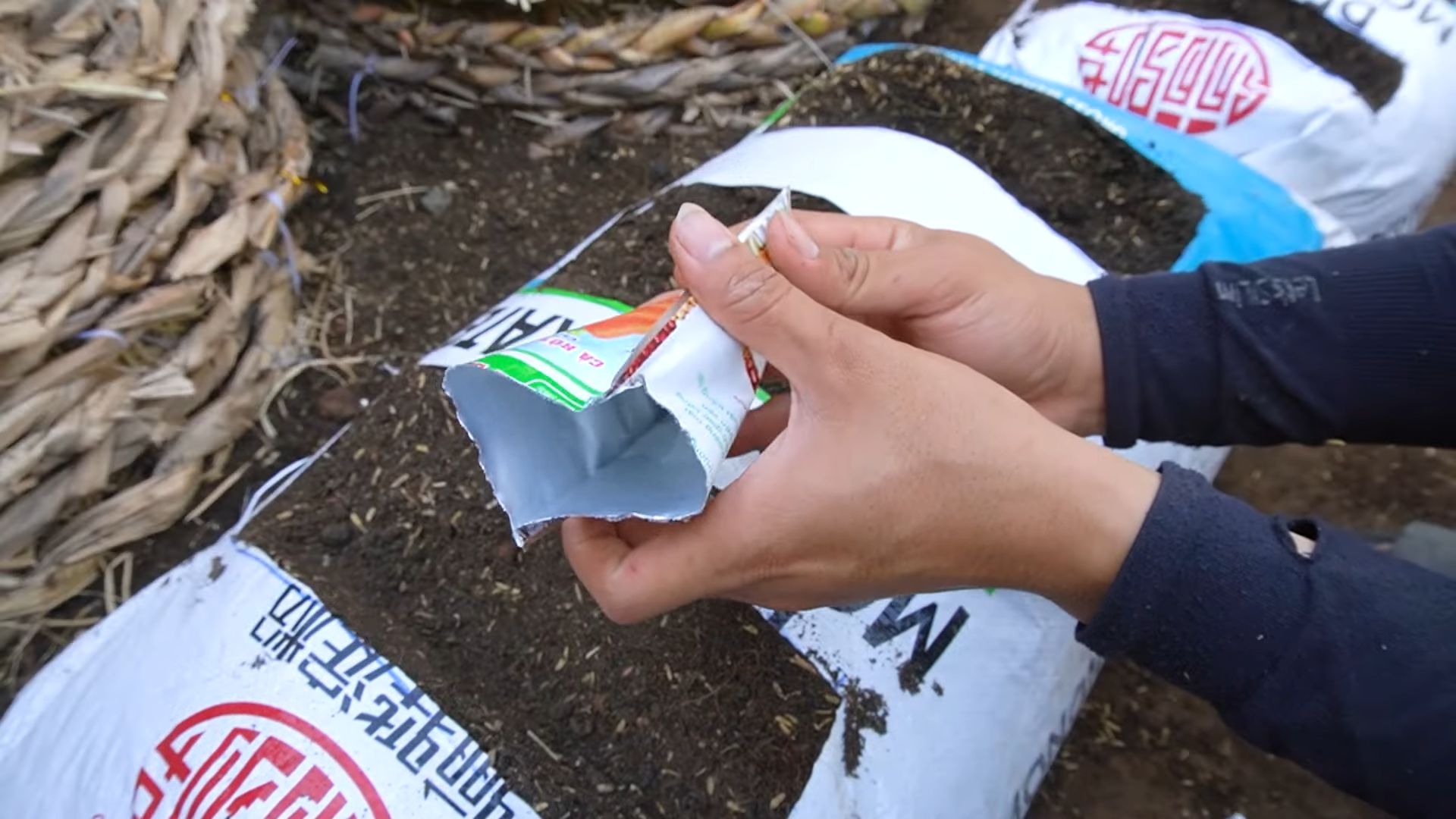 Growing Carrots in Bags