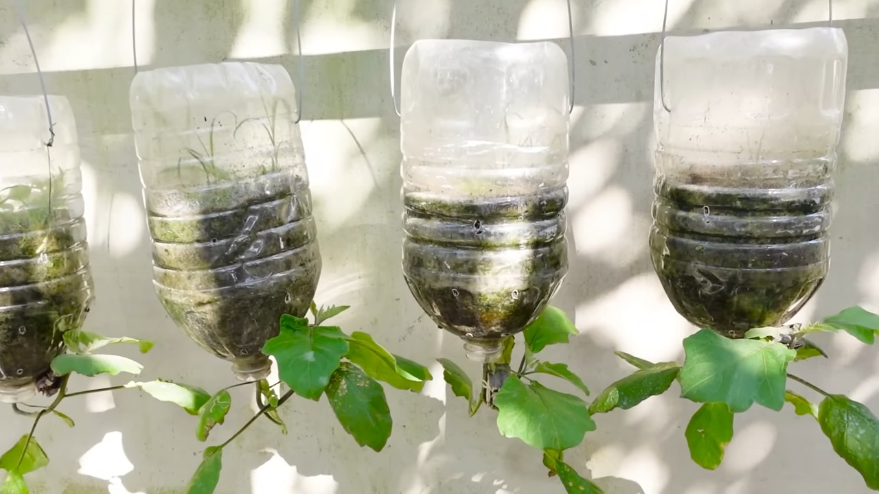 Eggplant Growing Tips
