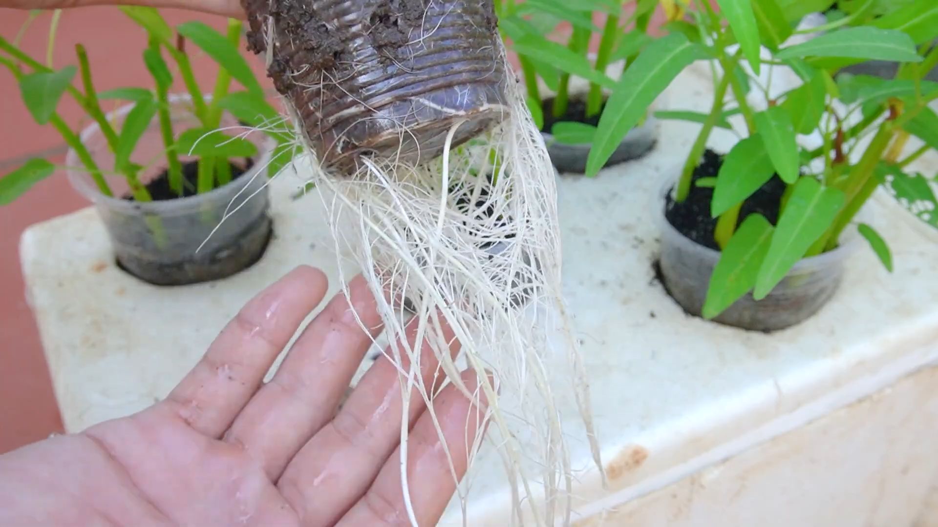 Water Spinach No Watering Trick