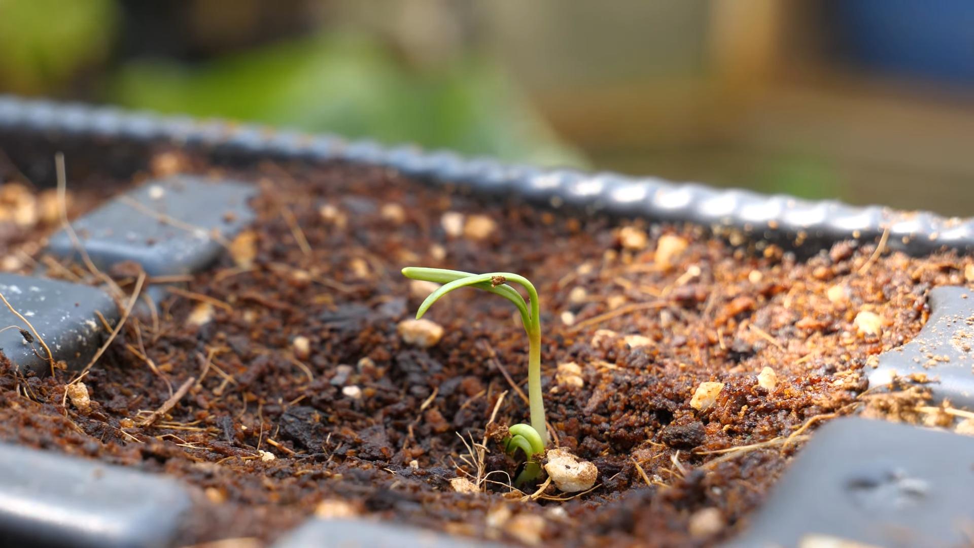Spinach pot growing tips