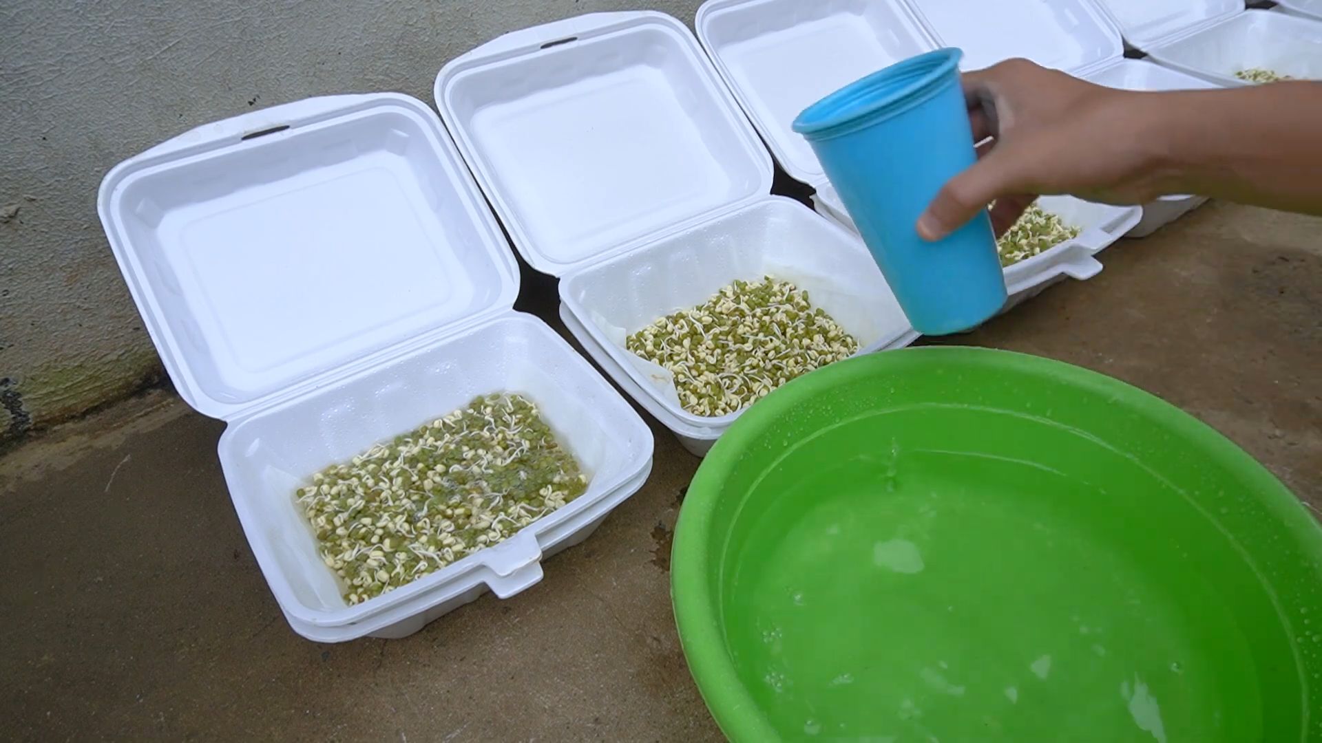 Grow Bean Sprouts Fast