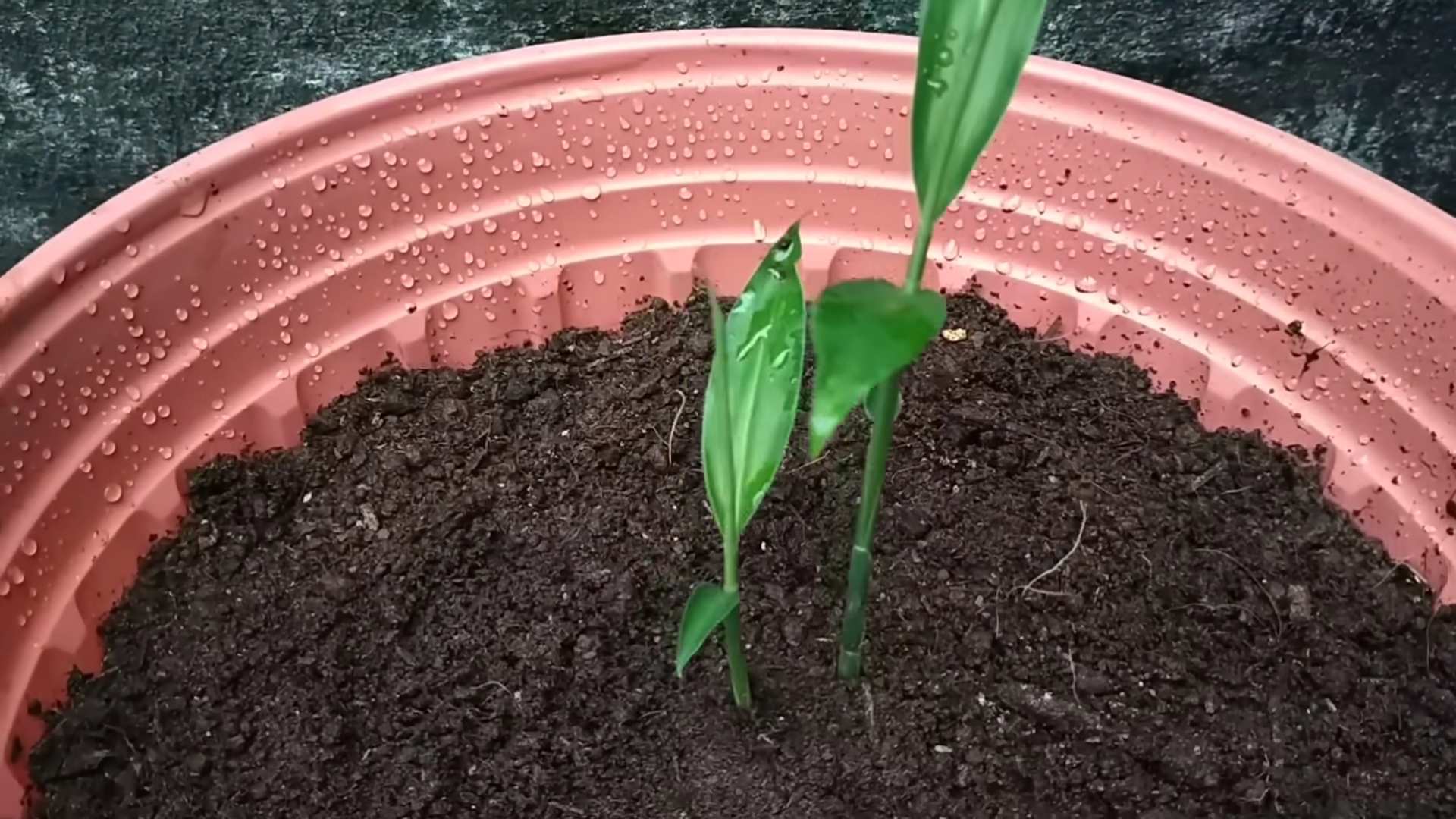 Growing Lemongrass at Home
