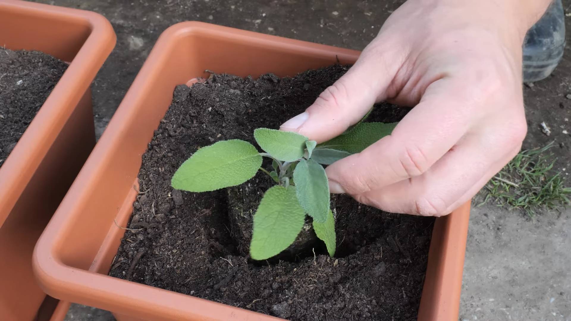 Sage Container Gardening