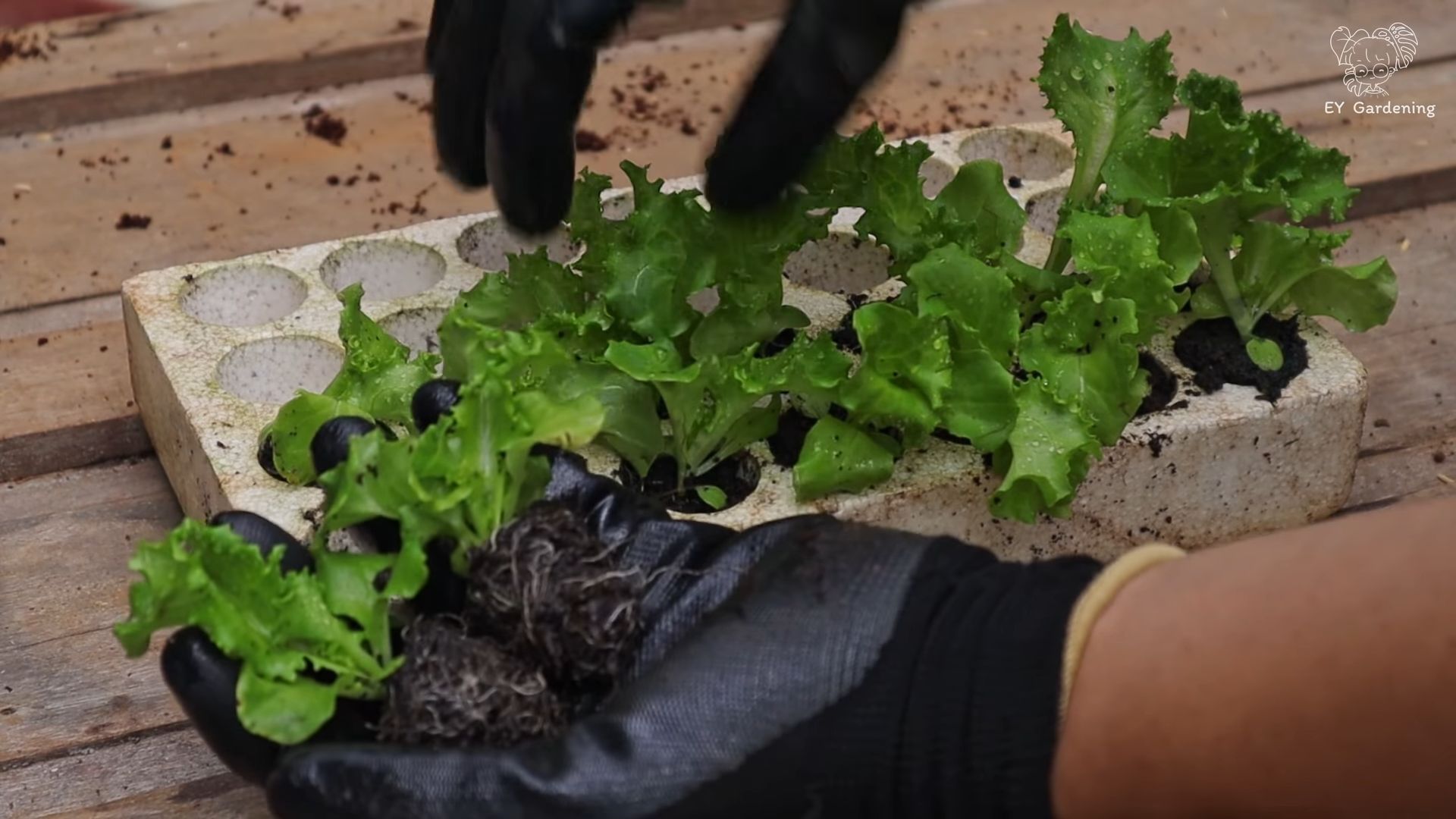 Indoor Lettuce Growing Hack