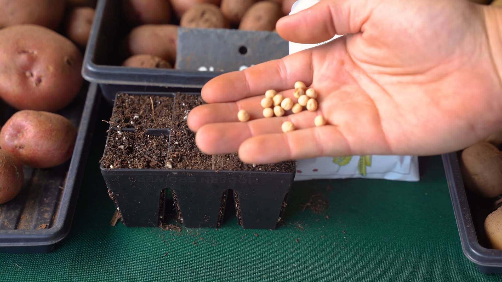 Growing peas indoors