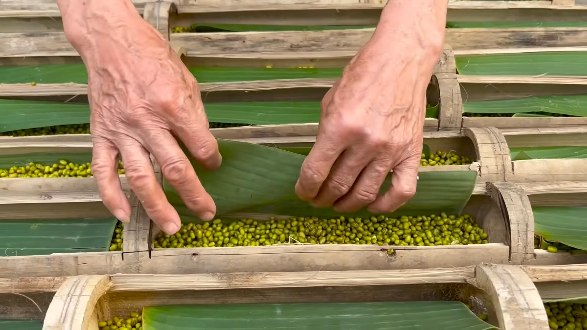 Grow Bean Sprouts at Home