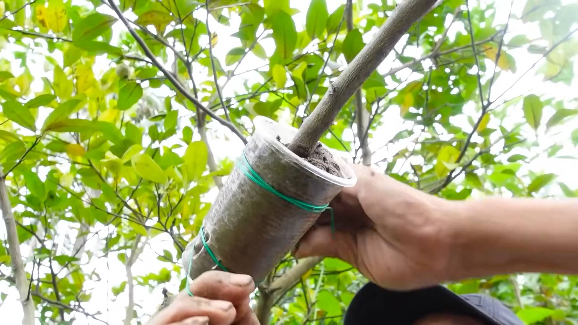 Lemon Tree Care