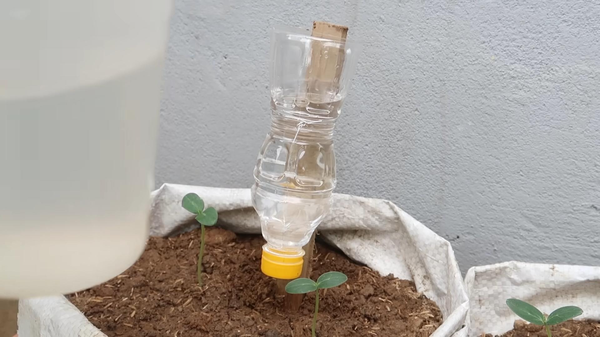 Grow Cucumbers at Home