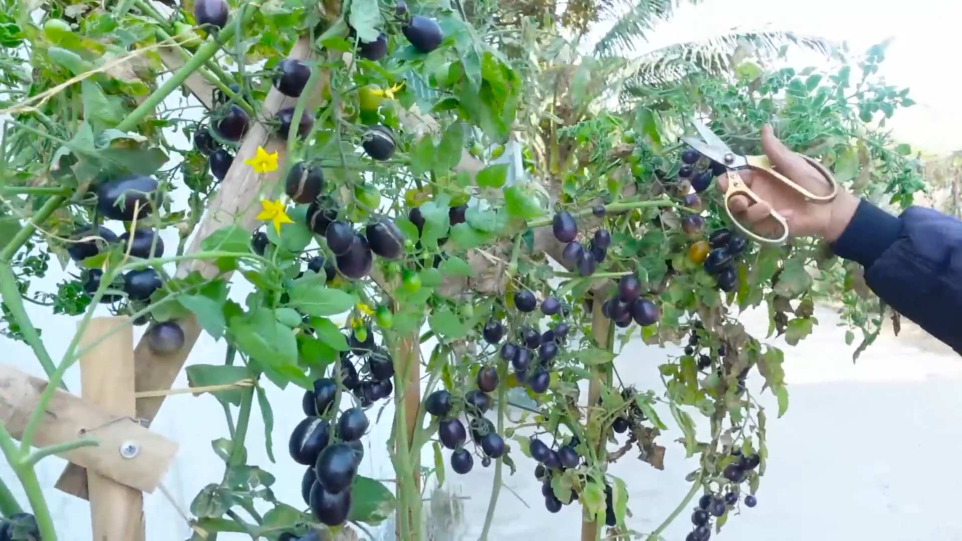 Grow Tomatoes in Containers