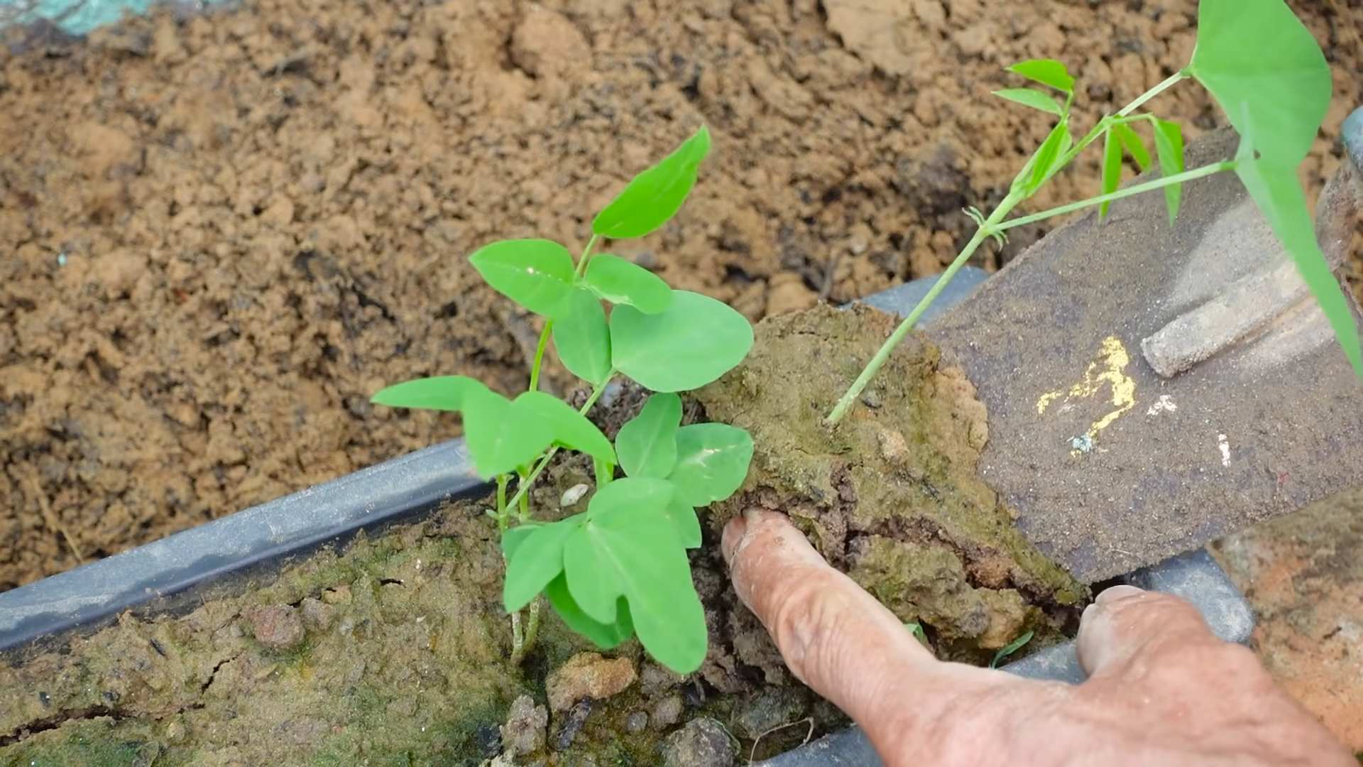 Dragon Bean Plant Care