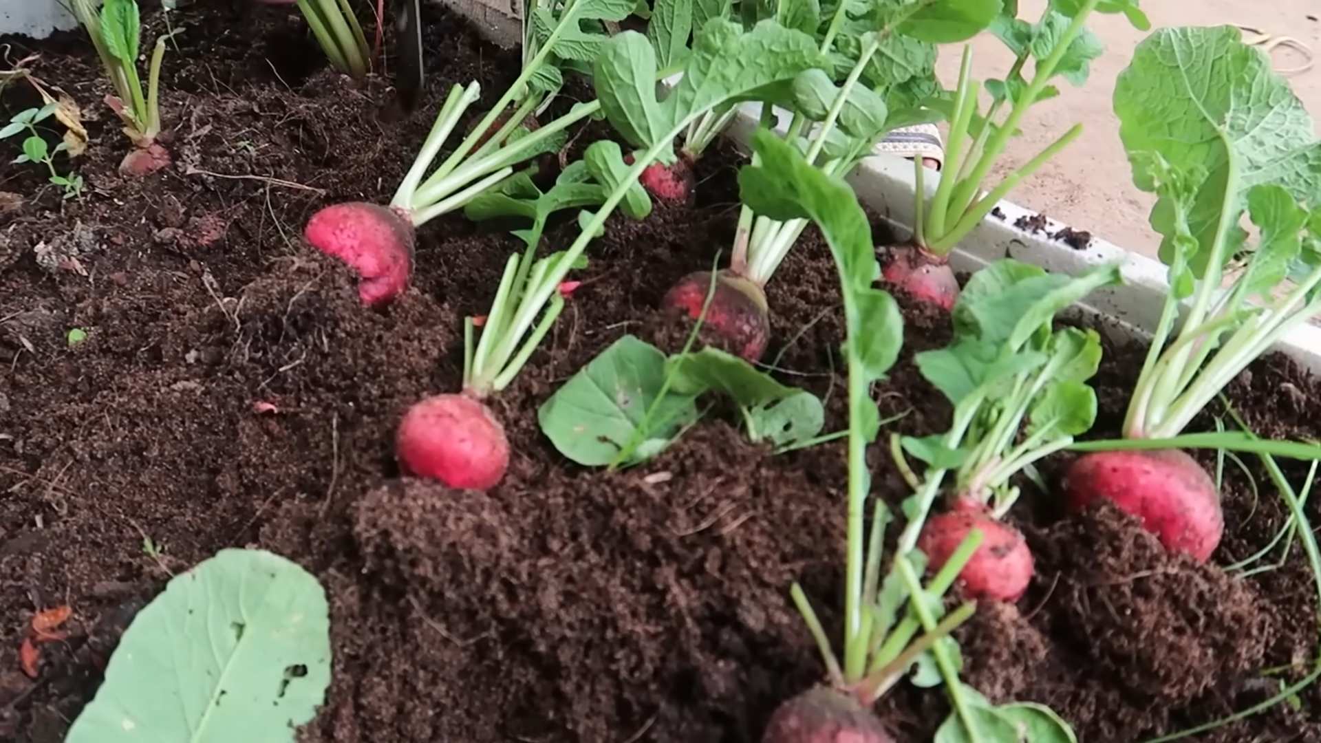 Grow Red Radish Winter