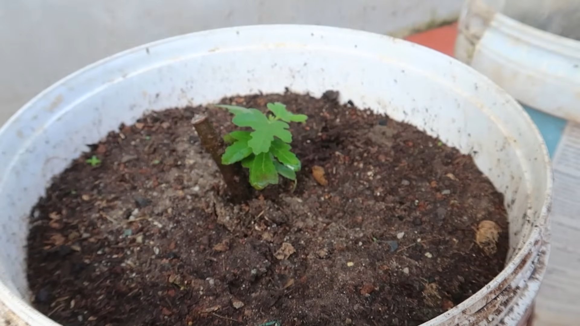 Fast Growing Fig Trees