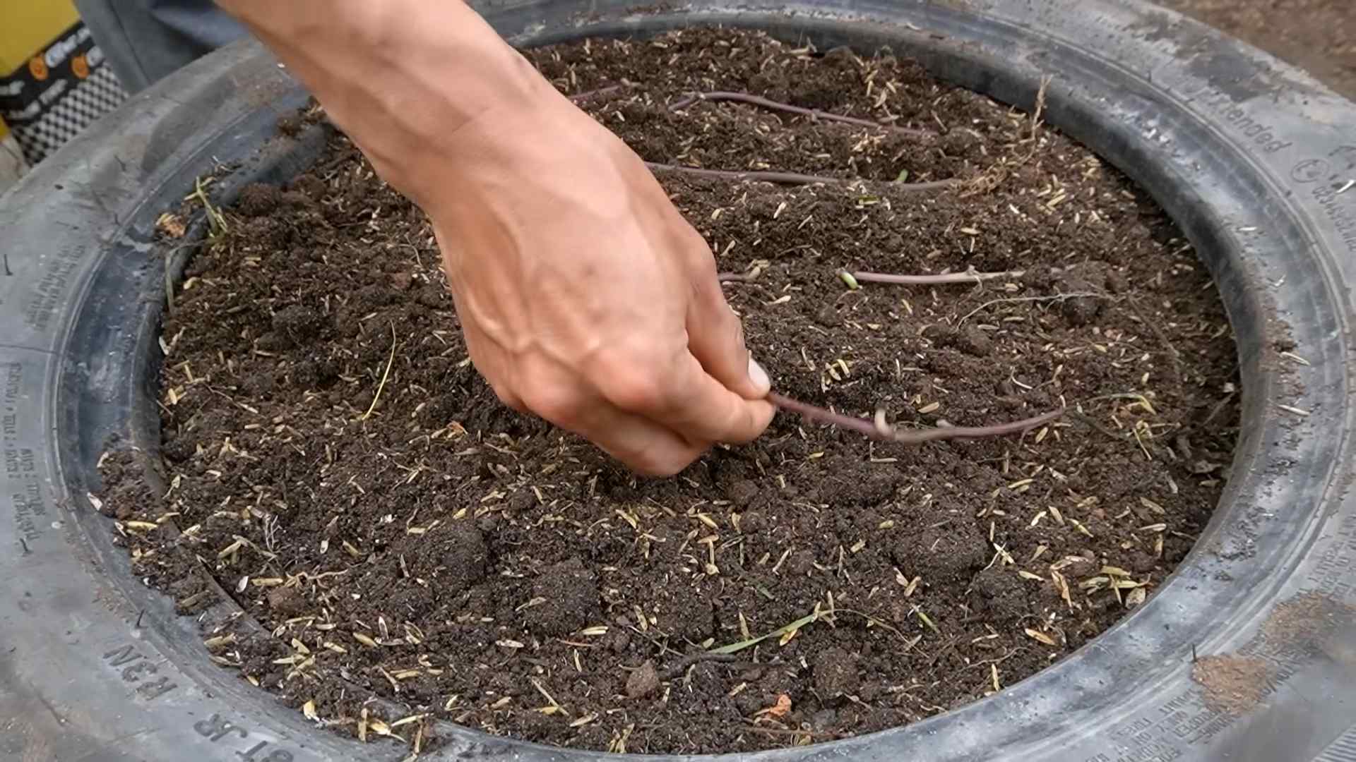 Growing Sweet Potatoes Monthly