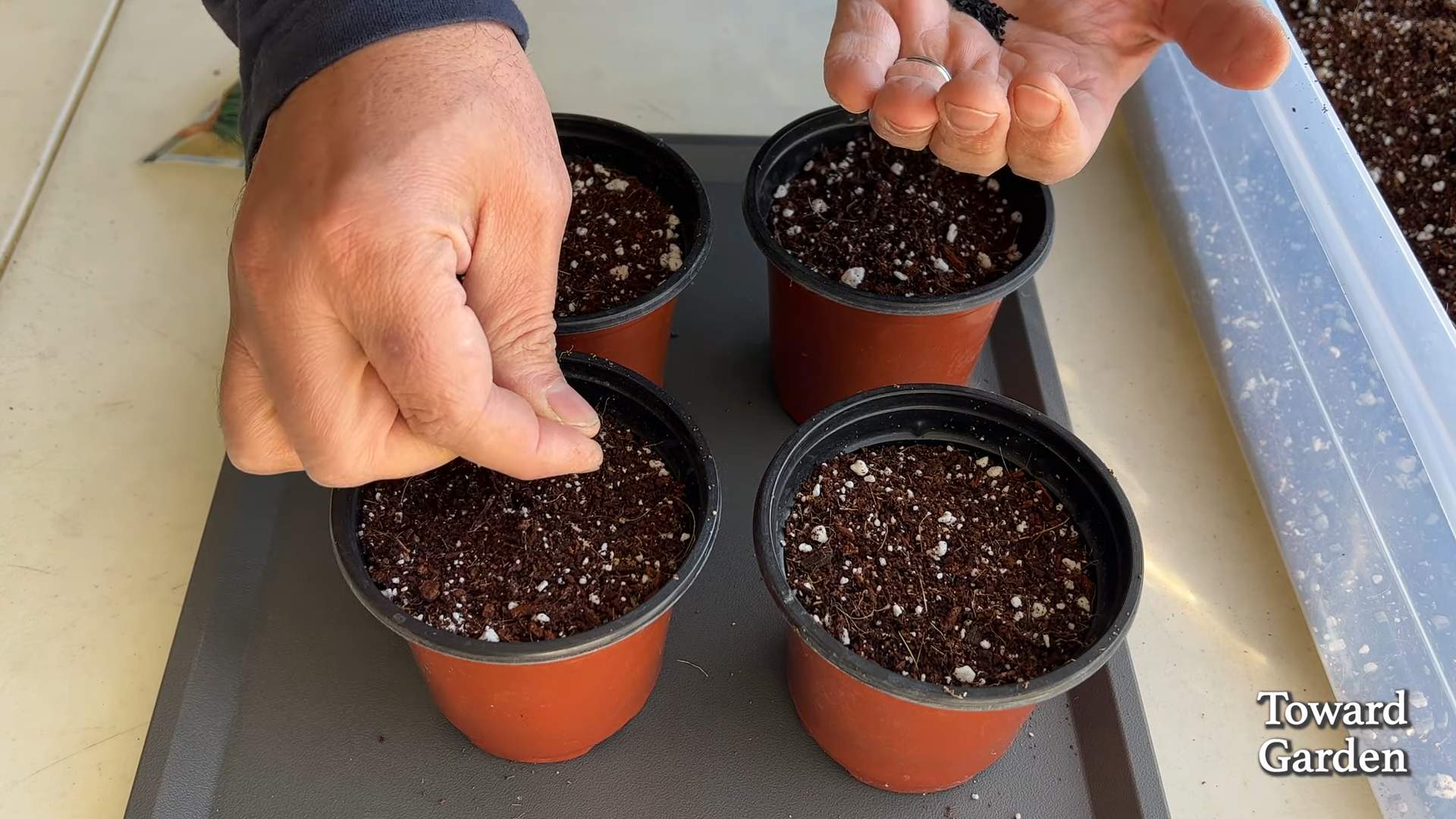 Growing Kitchen Chives Indoors