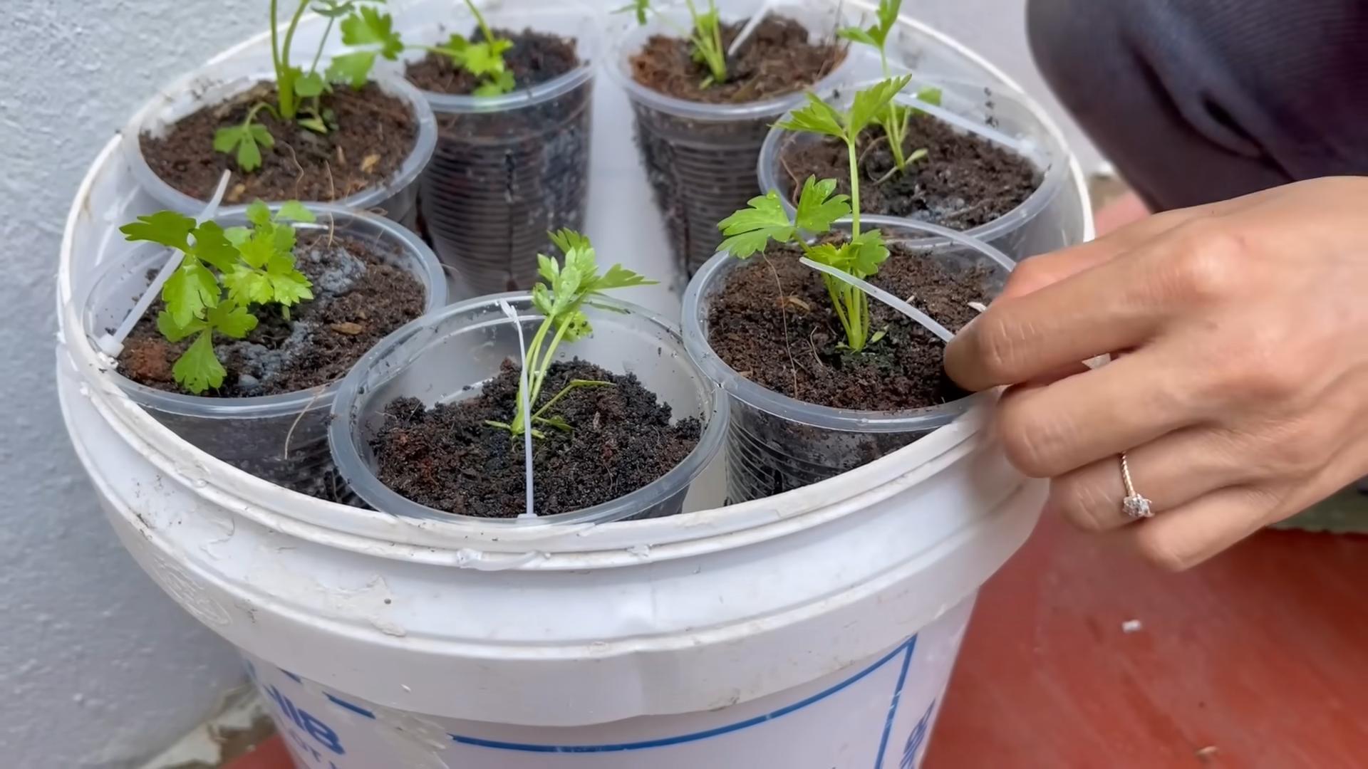 Celery Growing Water Saving