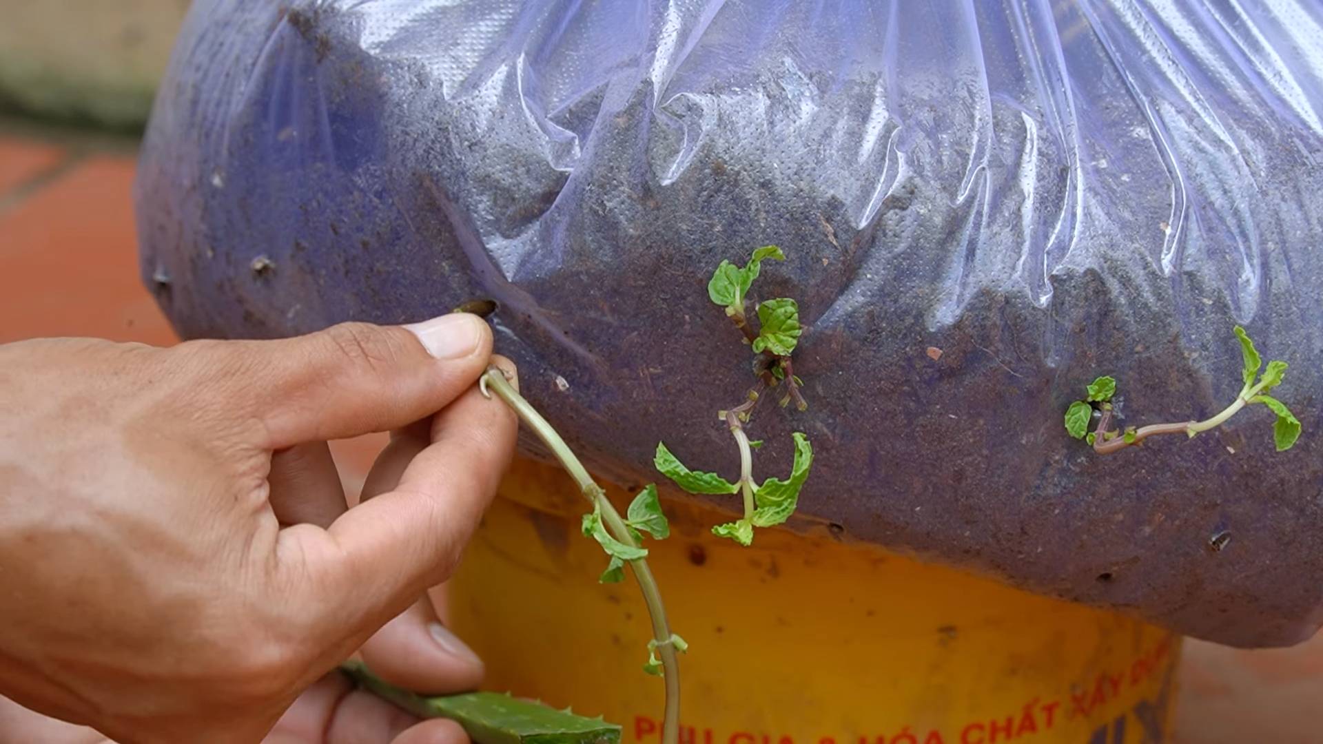 Grow Cooking Veggies at Home