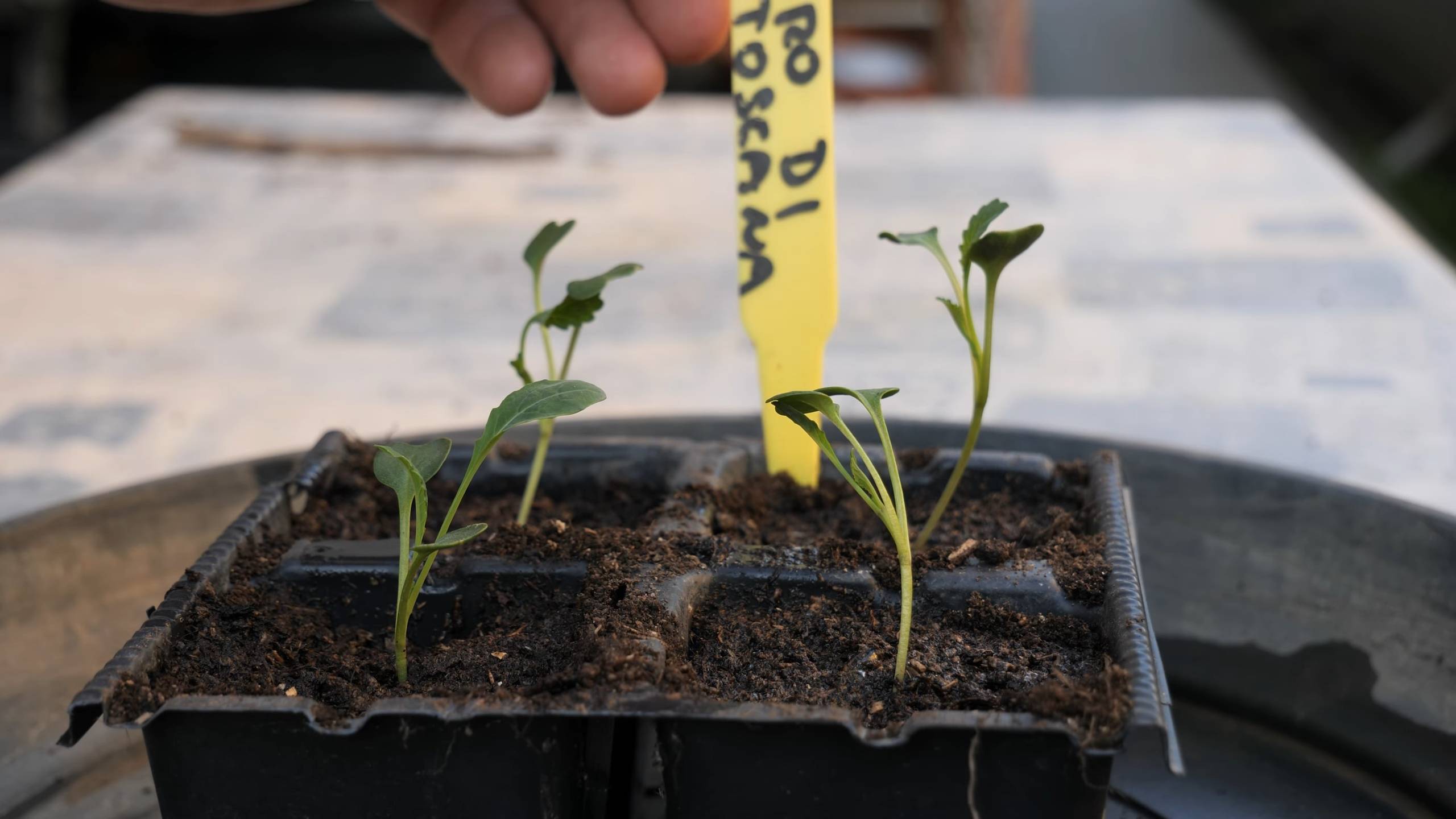 Winter Kale Pot Gardening