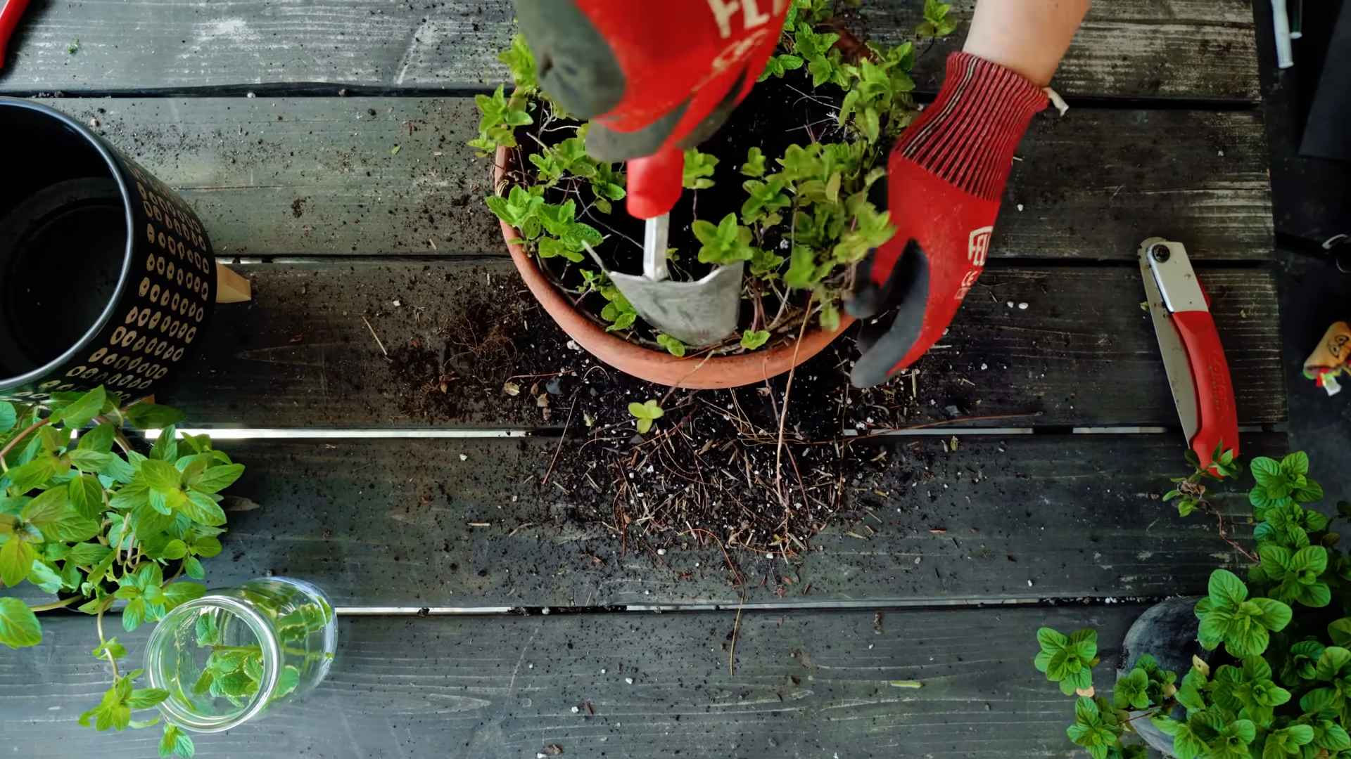 Windowsill Mint Growing
