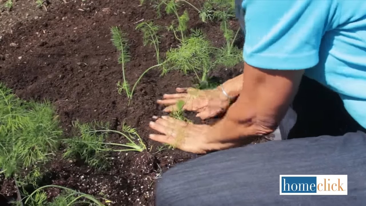 Growing Fennel from Seed
