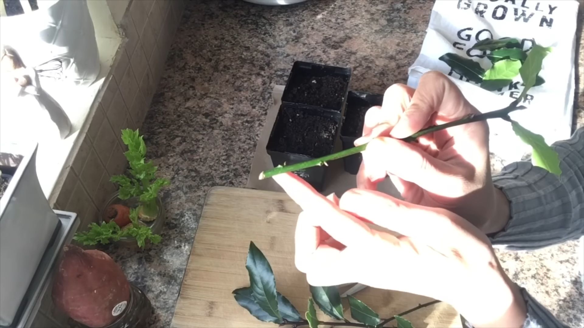 Rooting bay leaves