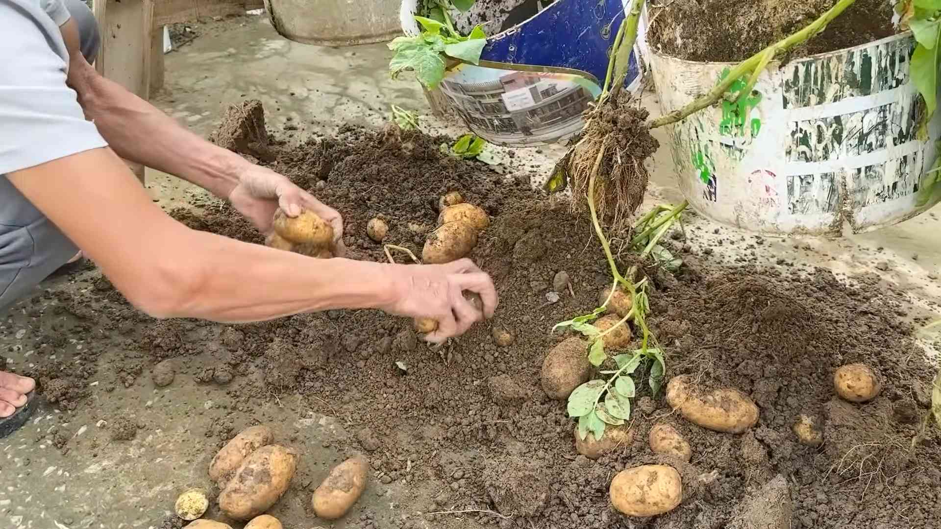 Grow Potatoes Indoors