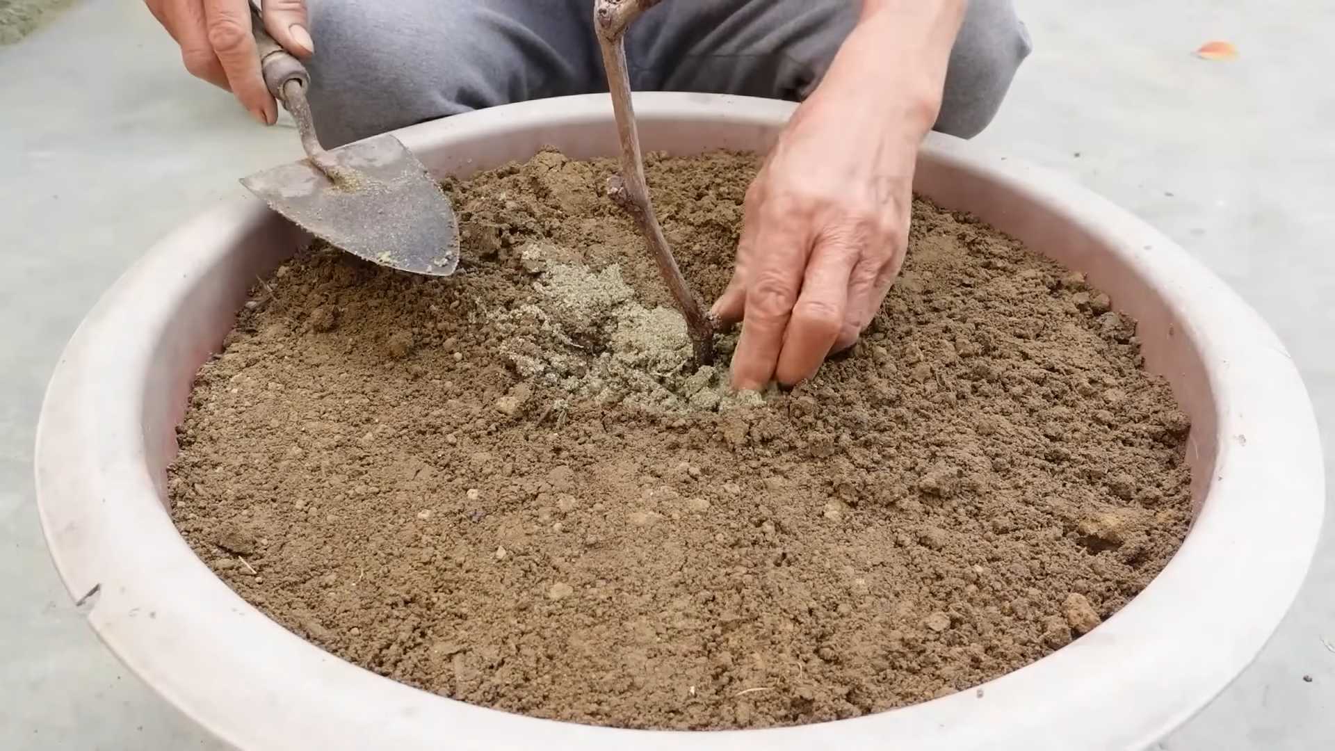 DIY Grape Growing