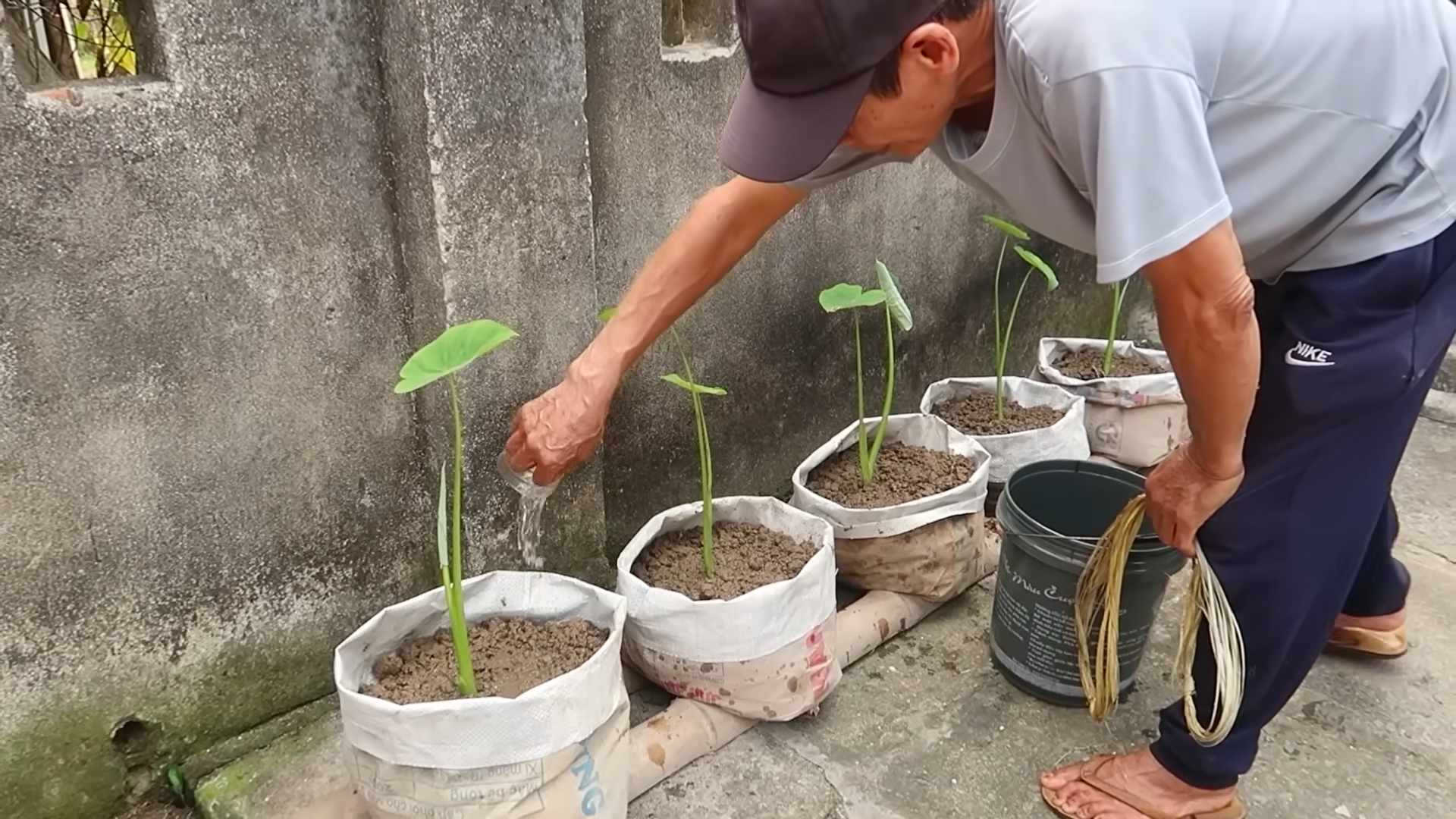 Grow Taro at Home