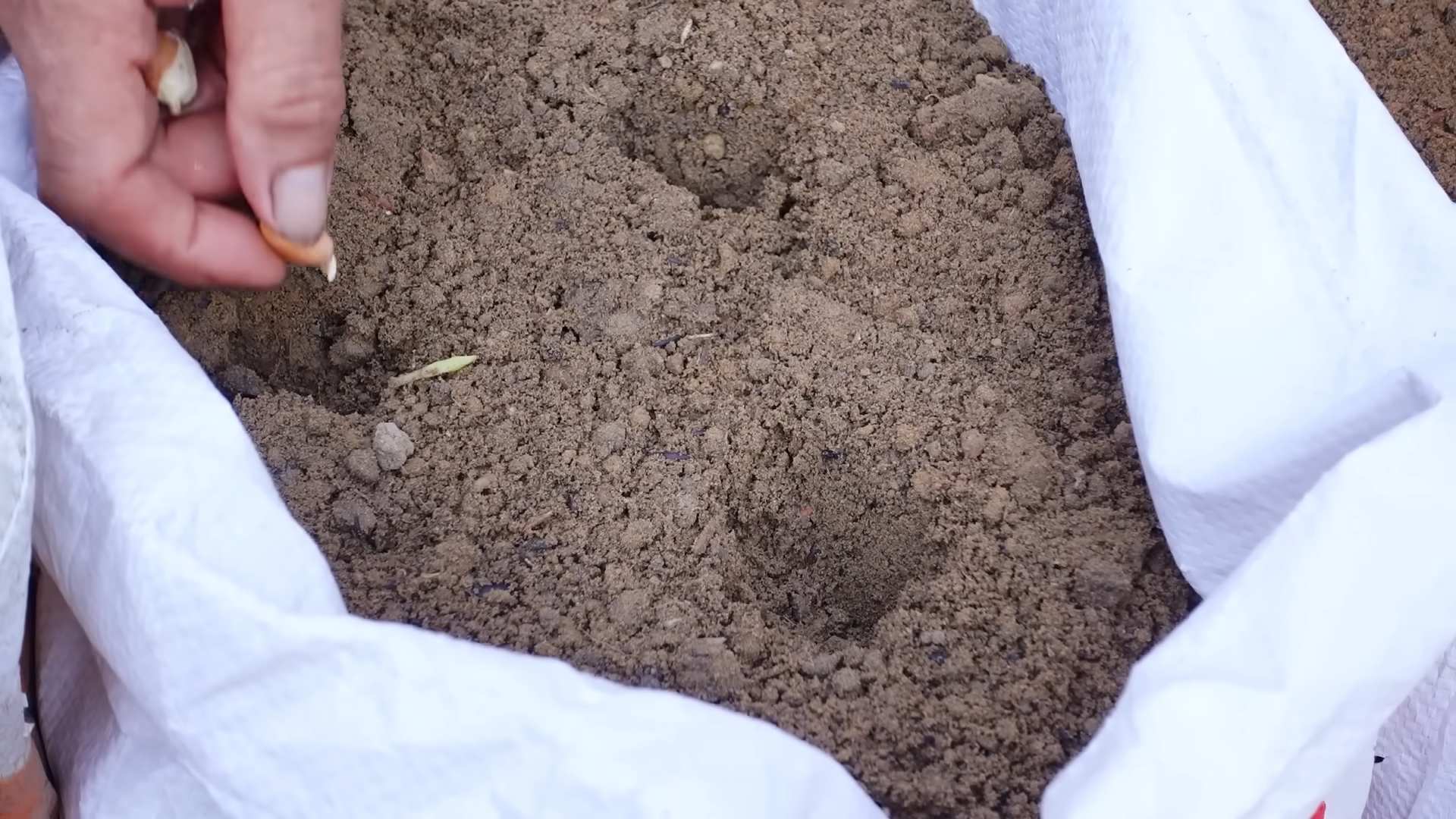 Grow peanuts at home