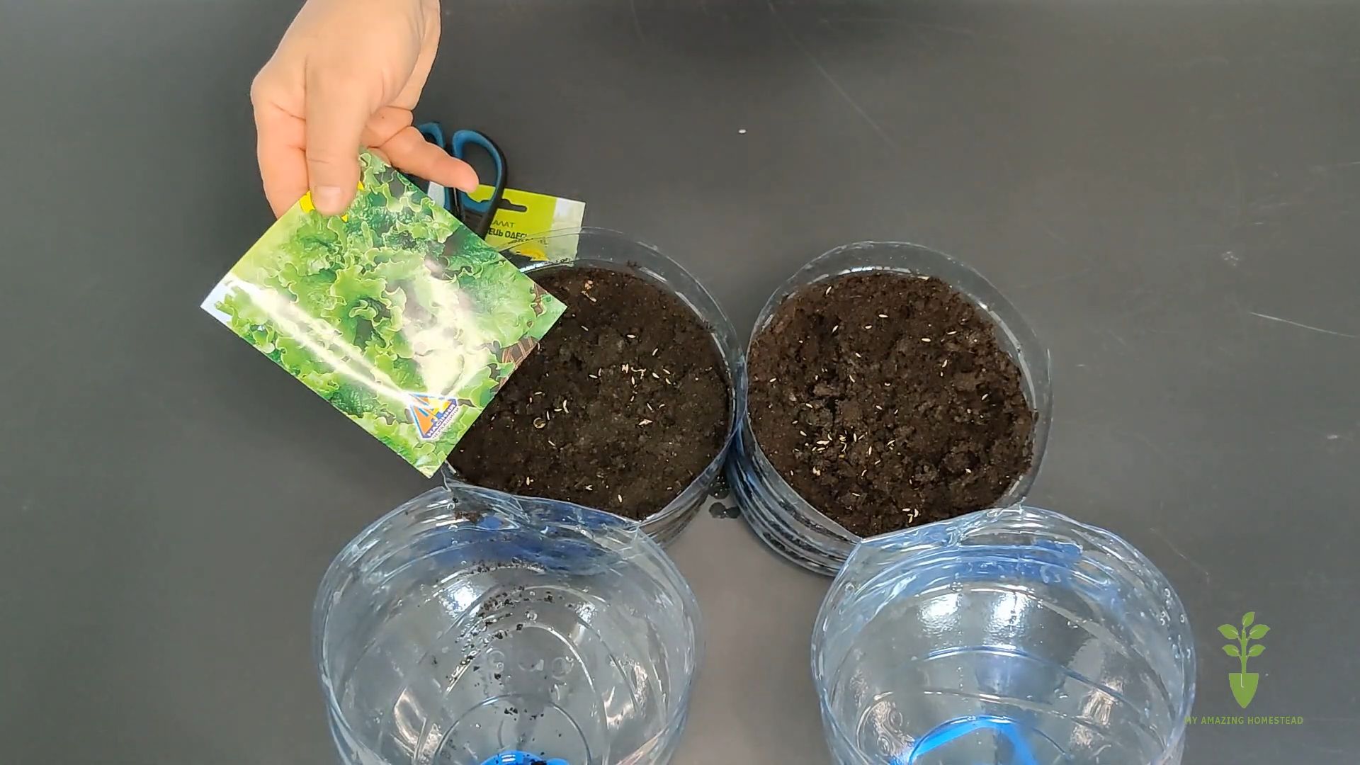 Growing garlic in pots