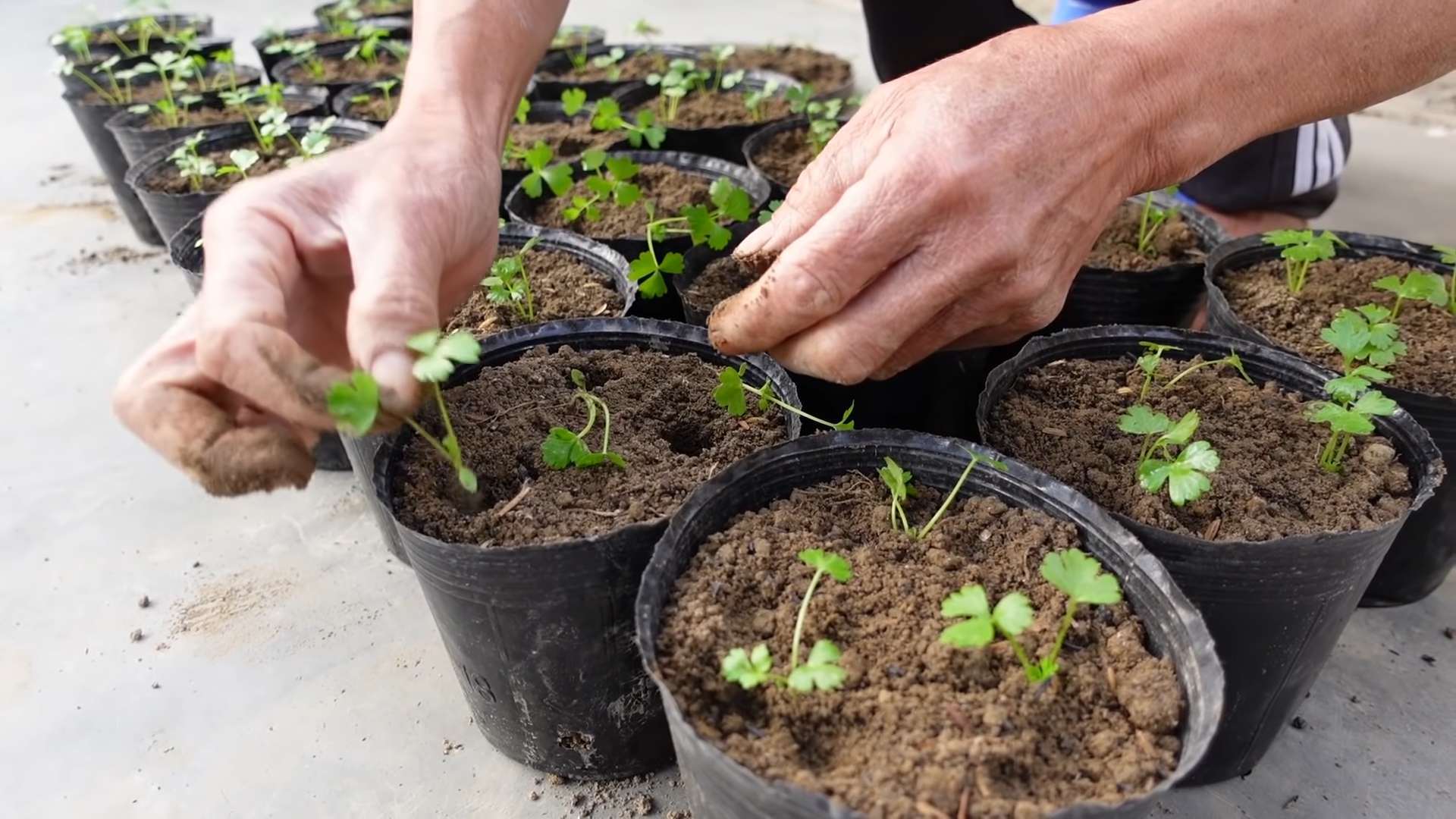 Growing Celery at Home