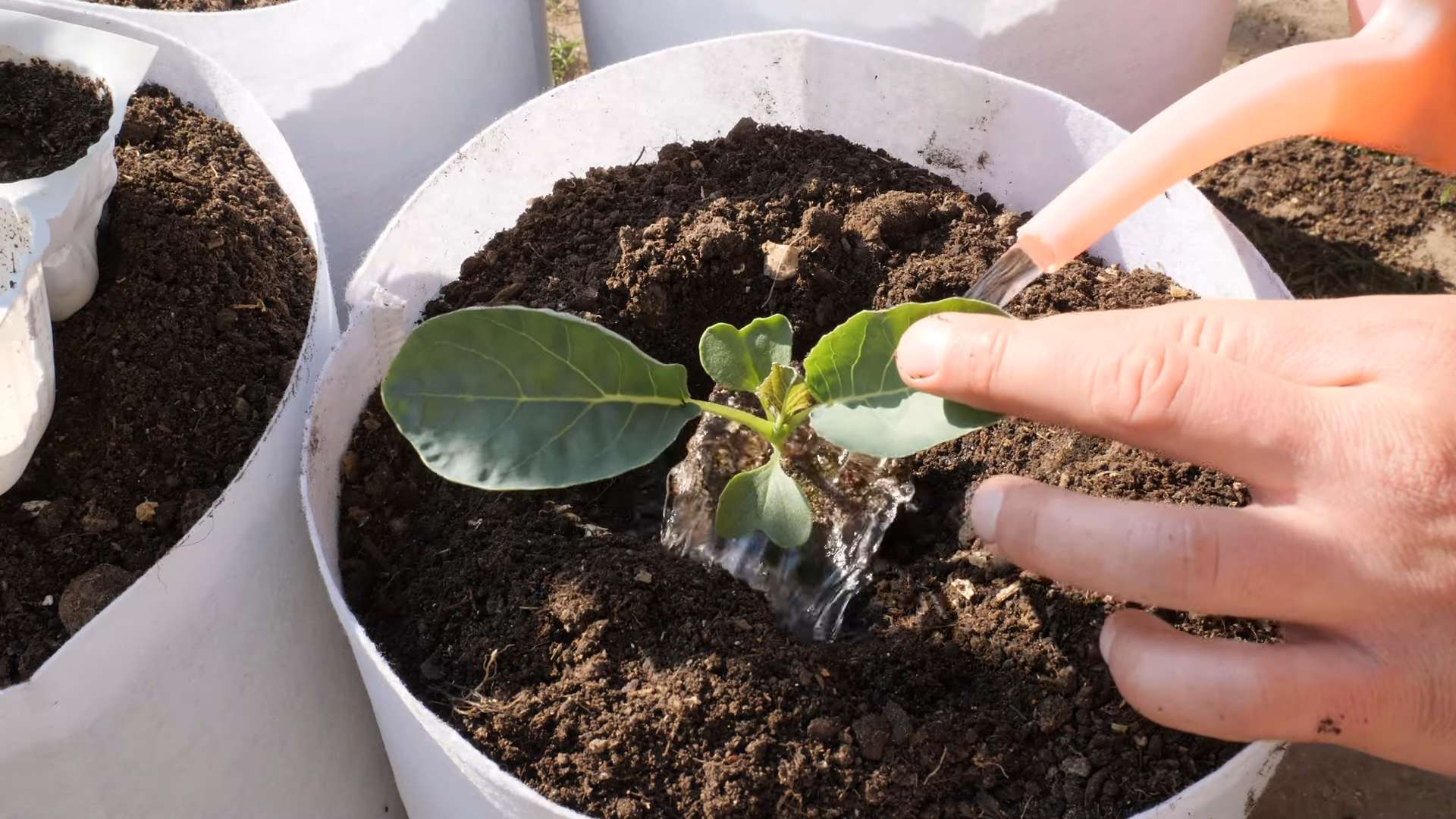 Grow Cauliflower Easily