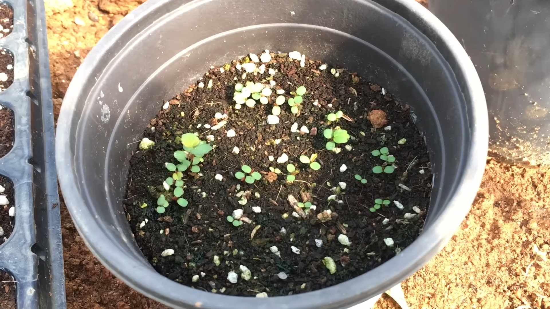 Growing Strawberries at Home