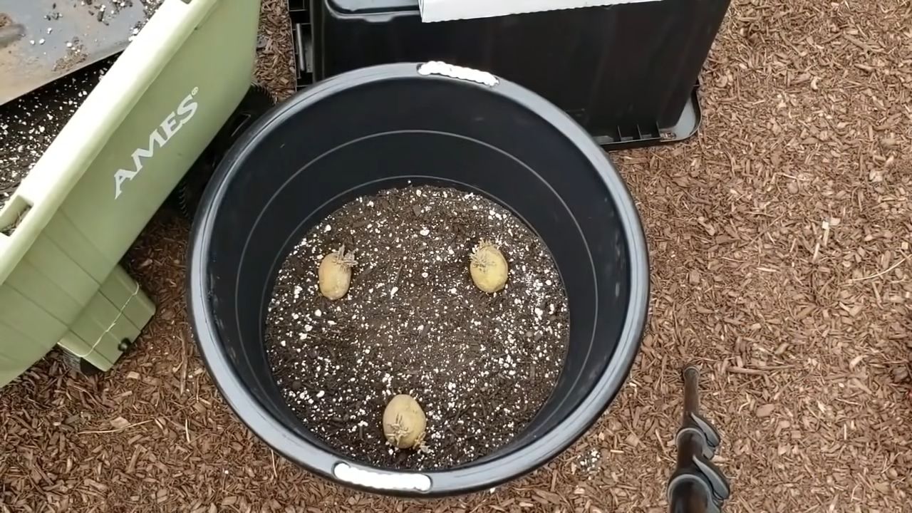 Grow Potatoes Fast