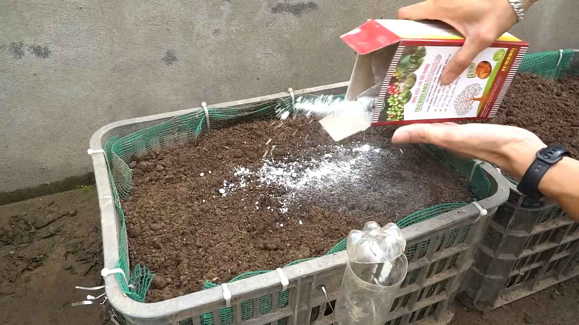 Grow Eggplant at Home Easily