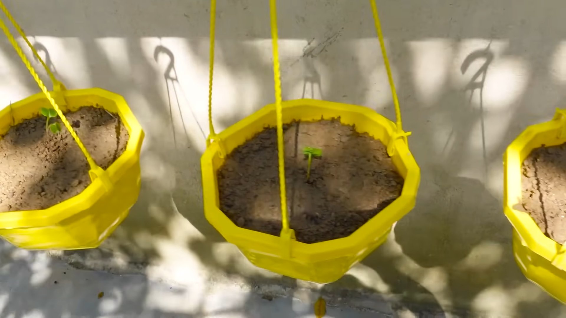 Grow Pink Radish Container