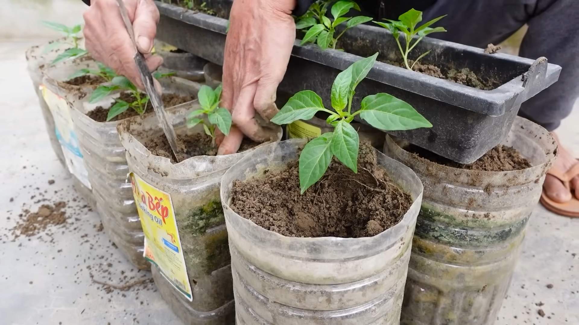 Growing chili peppers tips