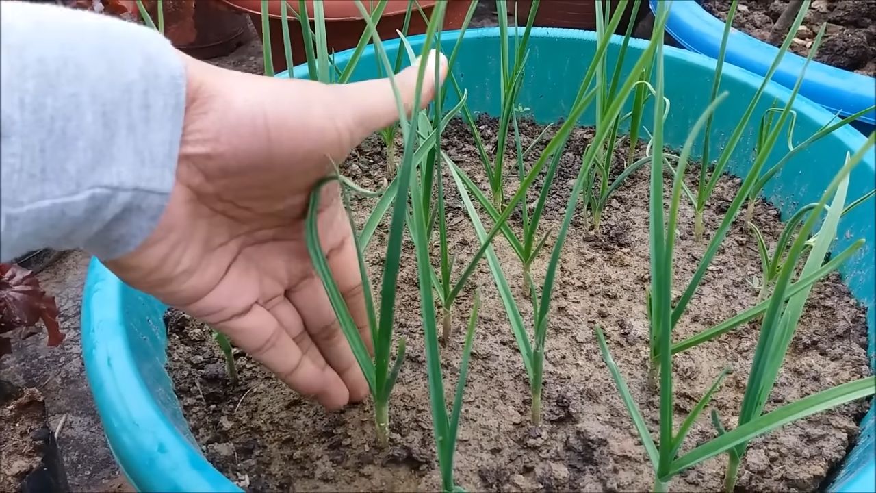 Grow Broccoli at Home