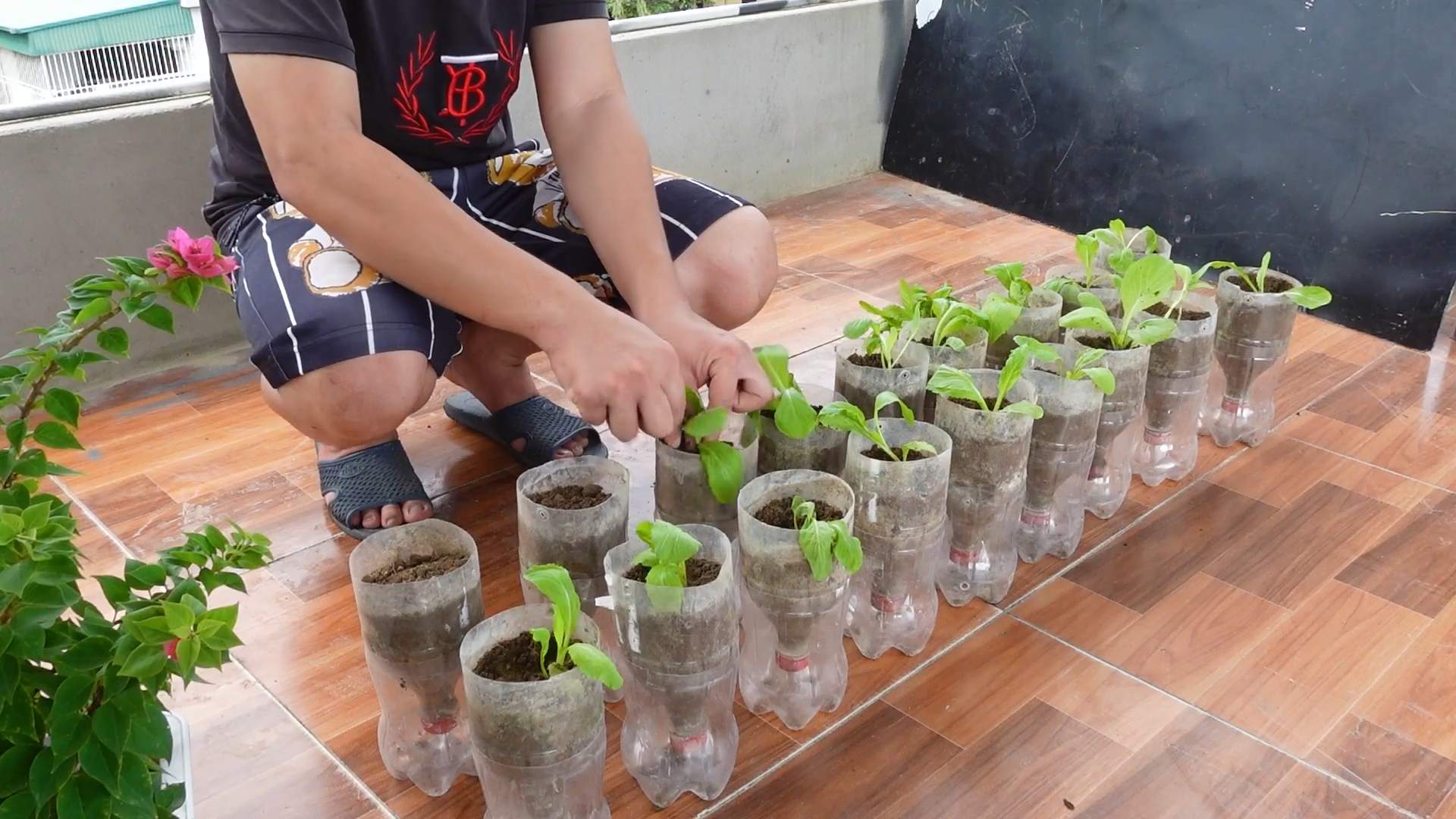Grow Mustard Greens Small Space