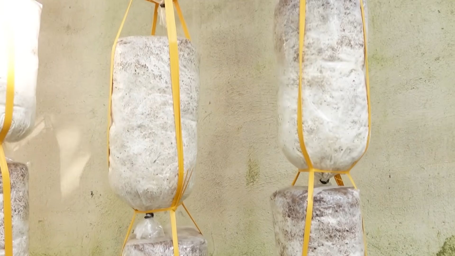 Mushroom Growing Indoors Beginner