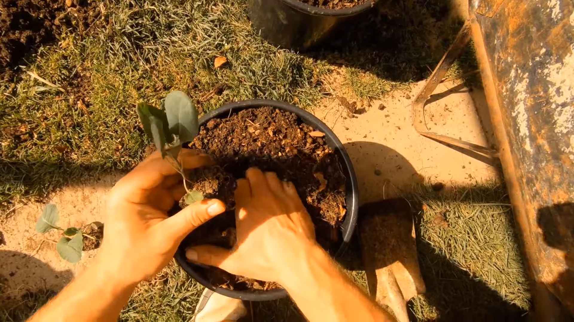 Growing Brussels Sprouts Containers