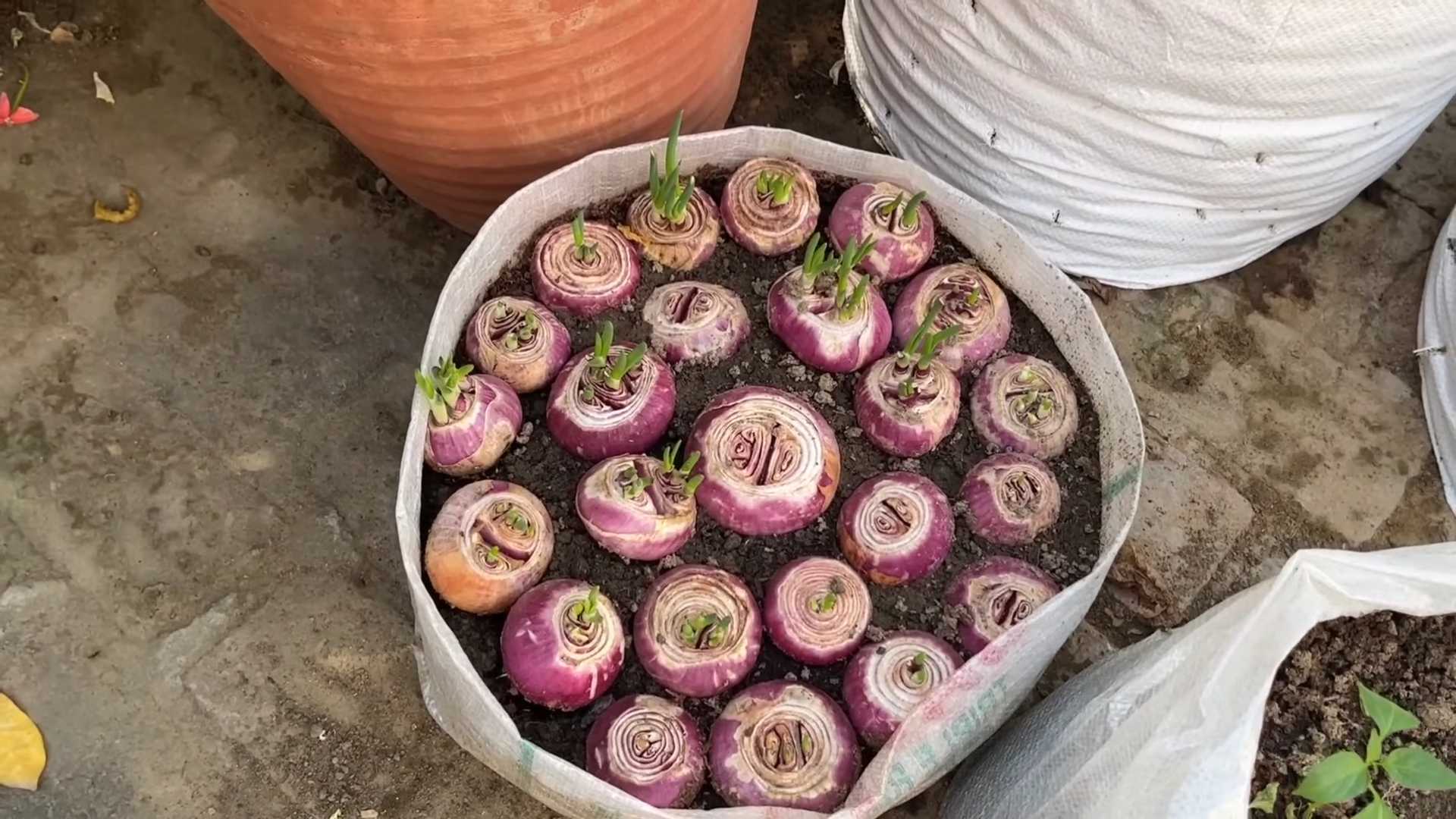Growing Onions From Scraps