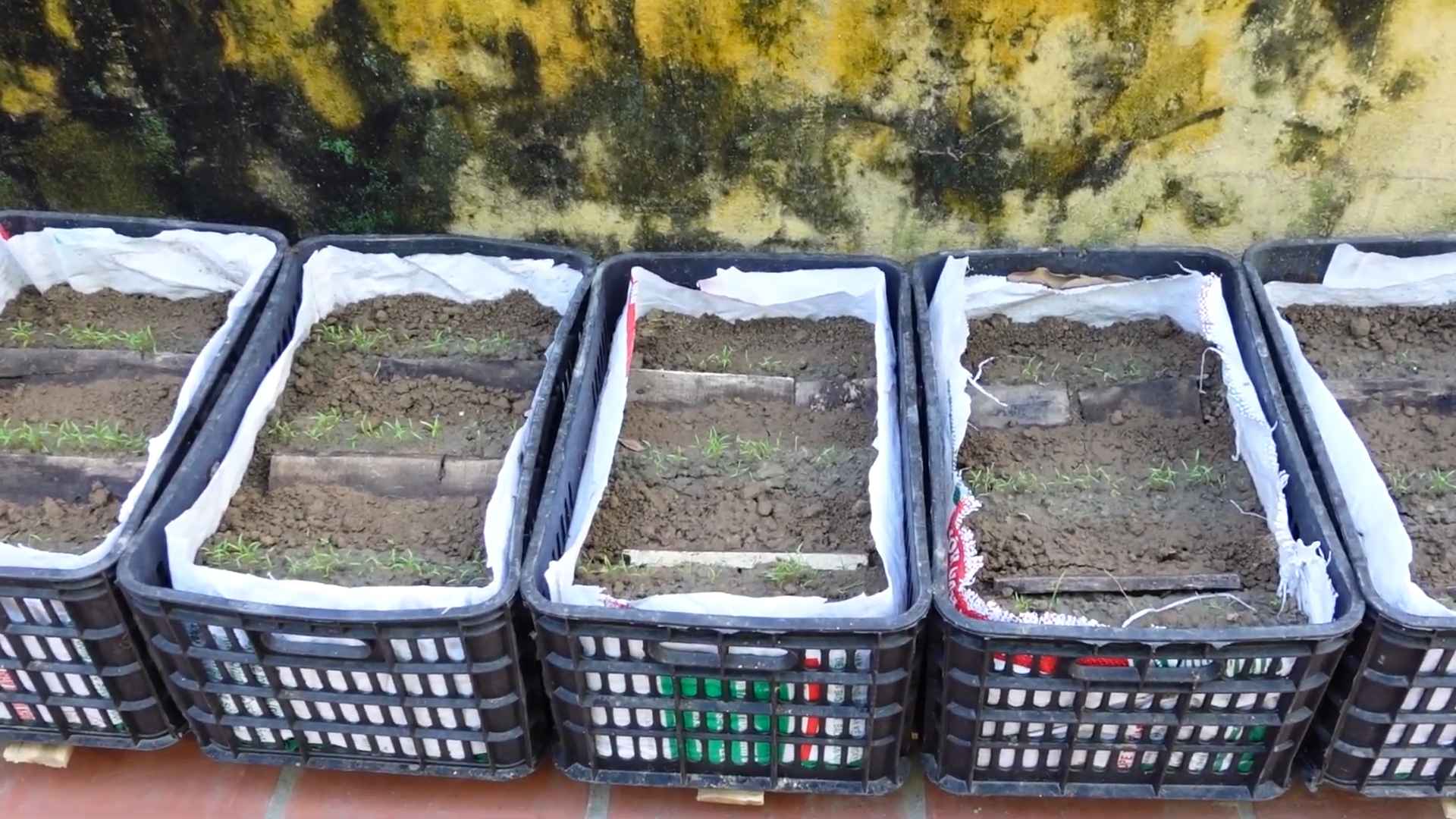 Grow carrots at home