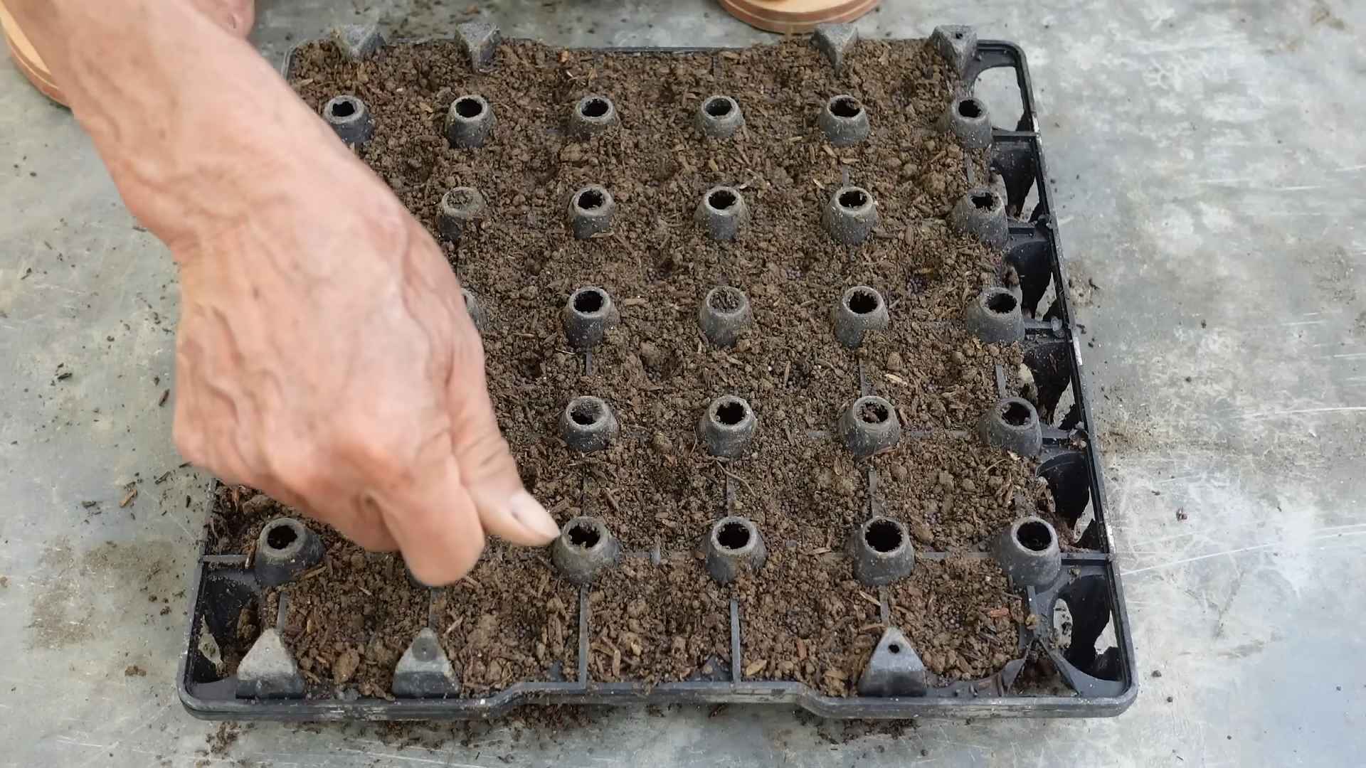 Grow Napa Cabbage Backyard