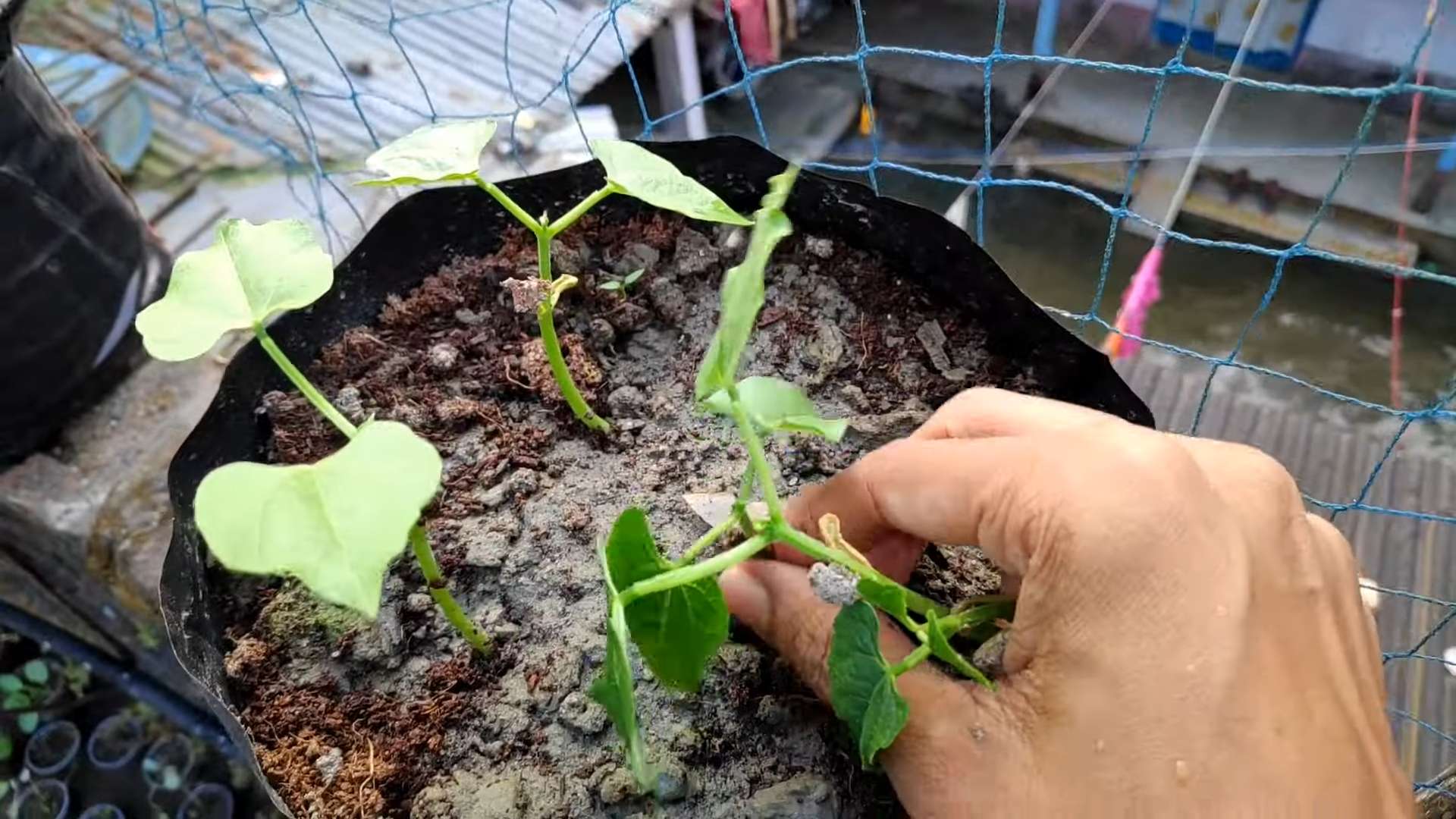 Grow French Beans