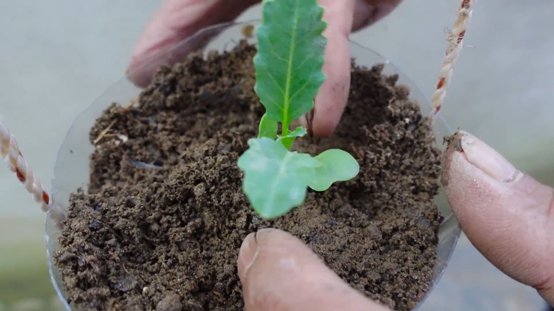 Planting Taro at Home