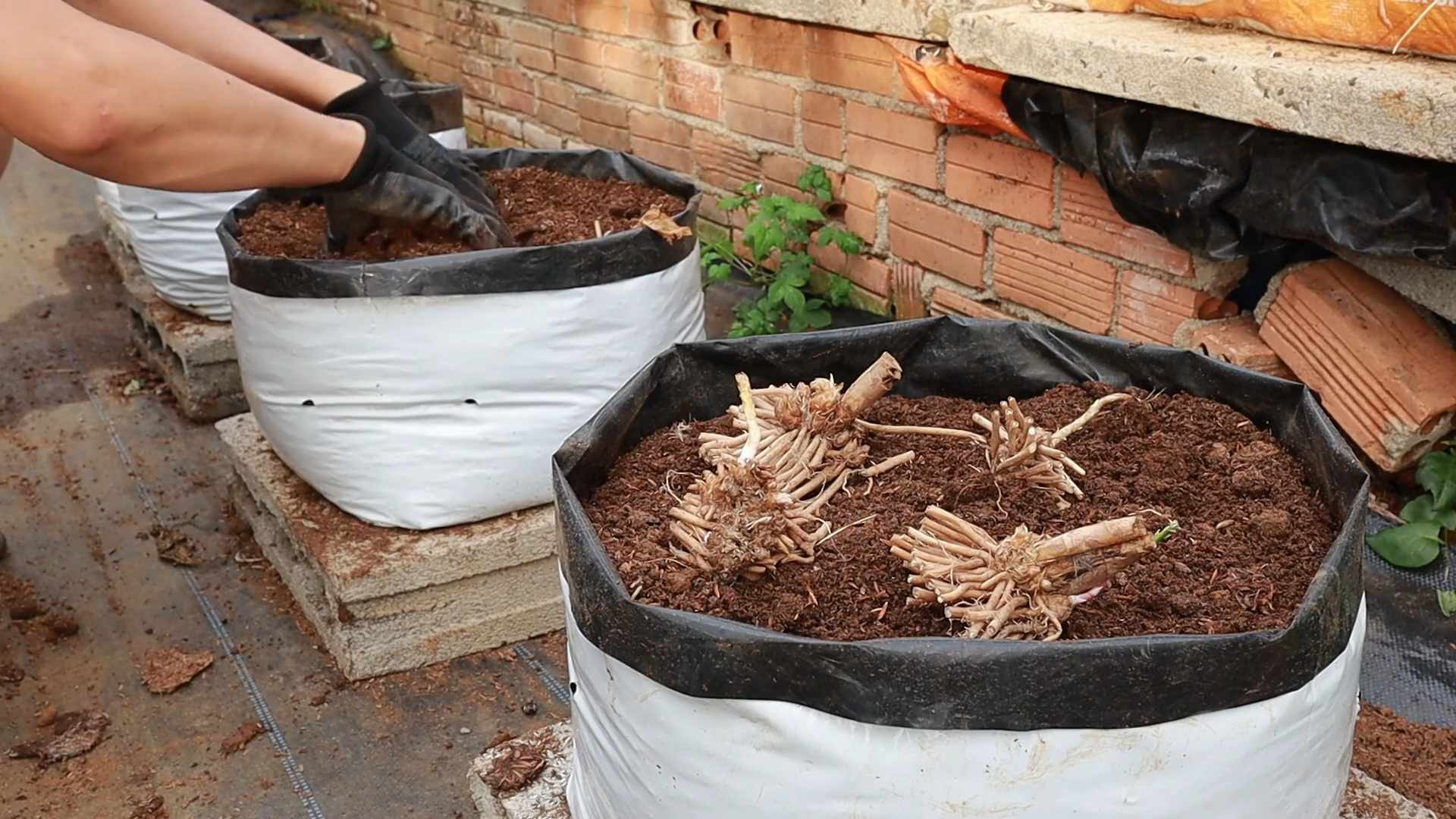 Growing Asparagus Easy Gardening