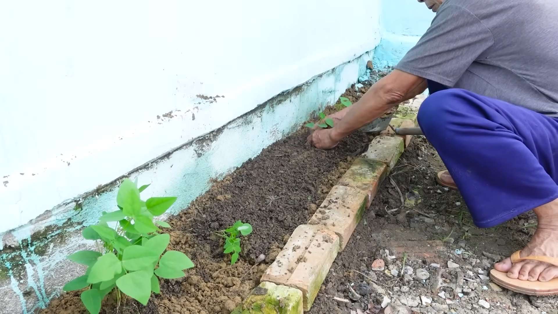 Grow Winged Beans Easily