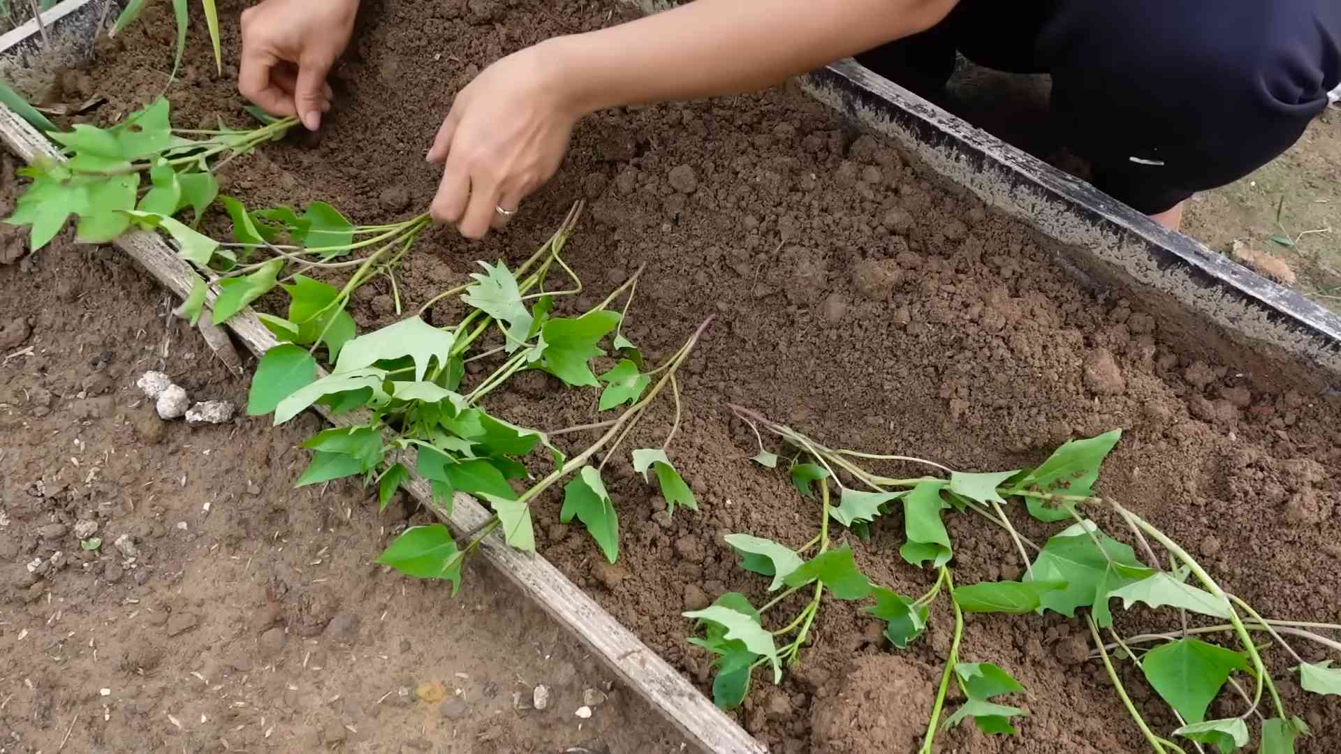 Grow Sweet Potatoes Home