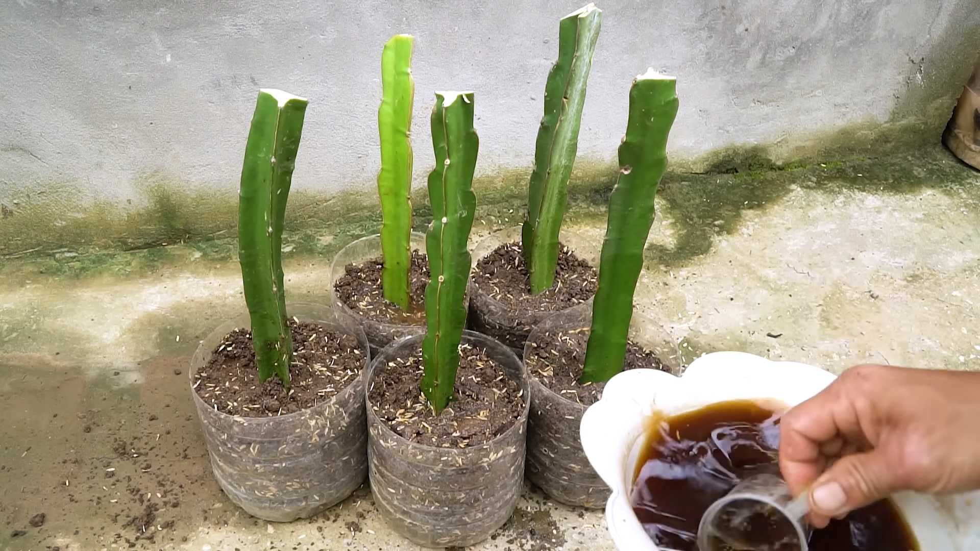 Dragonfruit Home Cultivation Guide