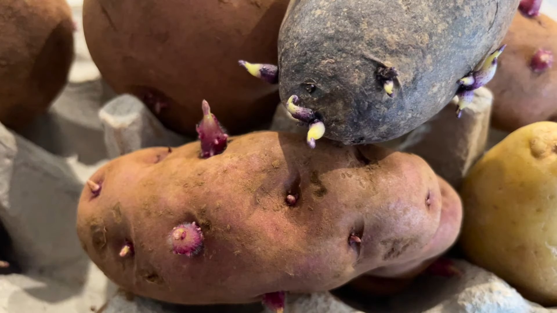 Grow Potatoes Easily